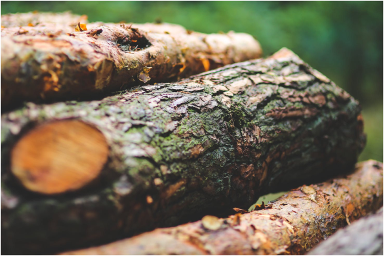 Why Opt for Expert Tree Stump Removal?