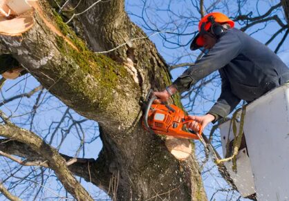 Comprehensive Tree Services for Healthy, Safe Yards